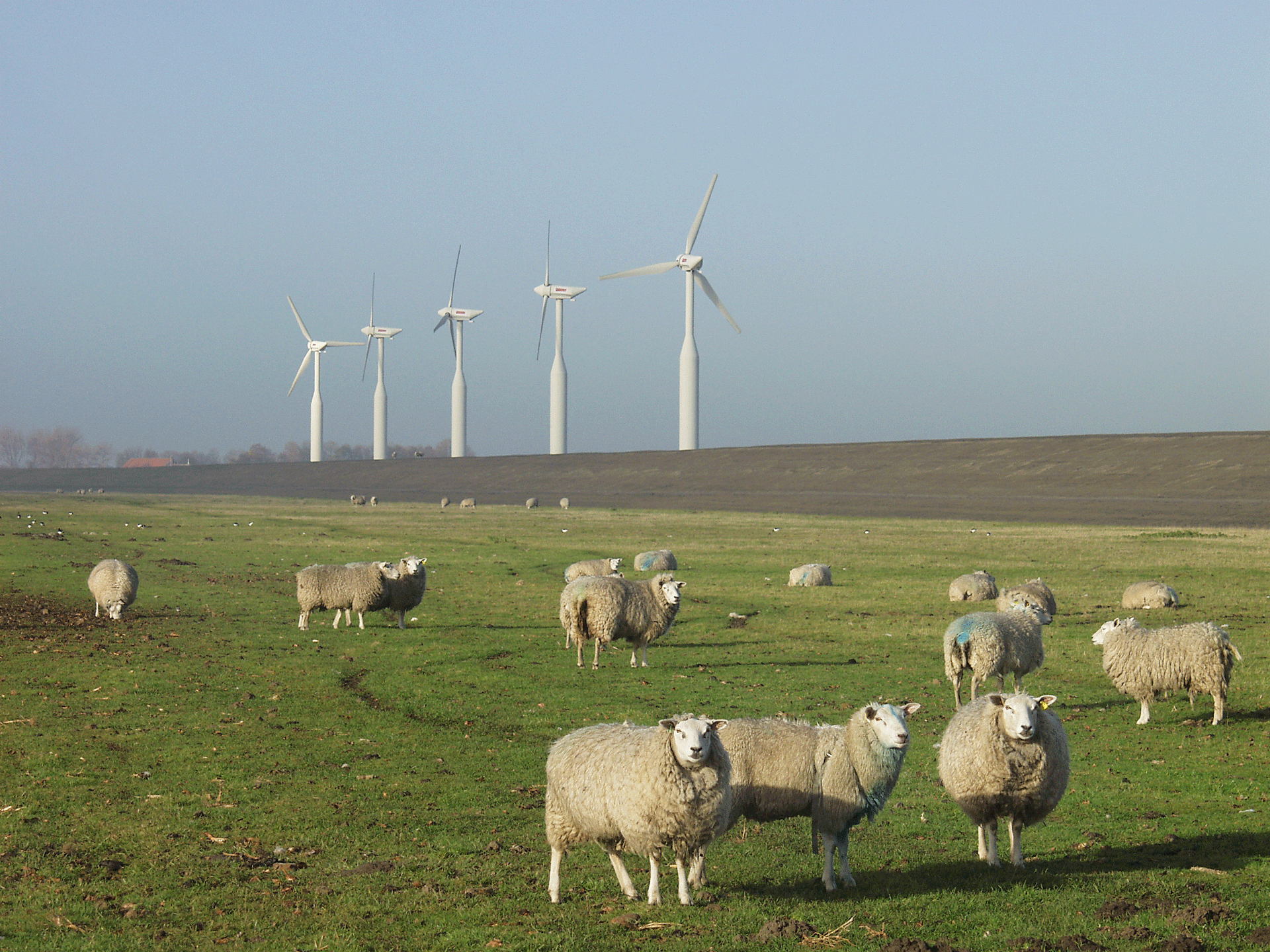Nelie-Houtekamer-schapen-en-windmolens-aangepast